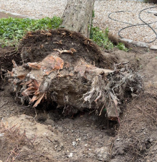 Abattage dessouchage